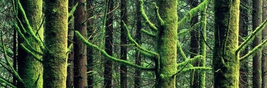 West Coast Gal banner