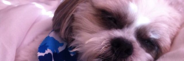 lynnhurst4's profile banner image