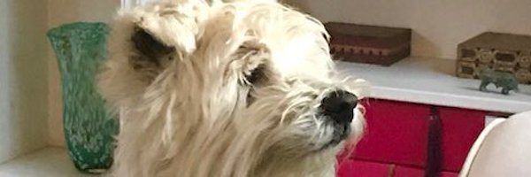timntweet Profile Banner