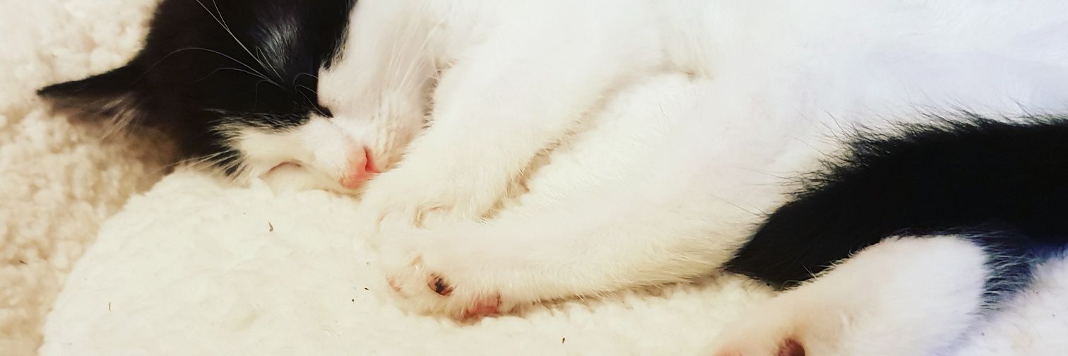 Kayyyfhin's profile banner image