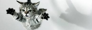 somecataccount's profile banner image
