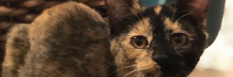 Kayla__Hope3's profile banner image