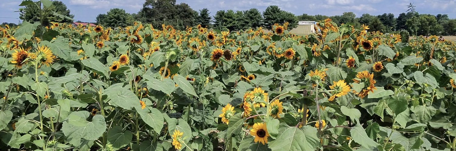SunflowerPride4's profile banner image