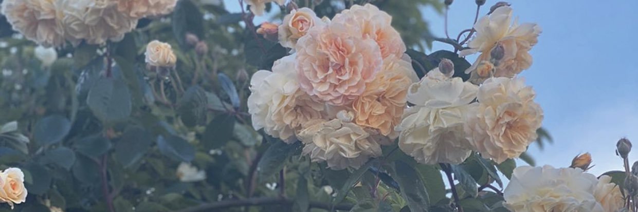 HarrietWoolfrey's profile banner image