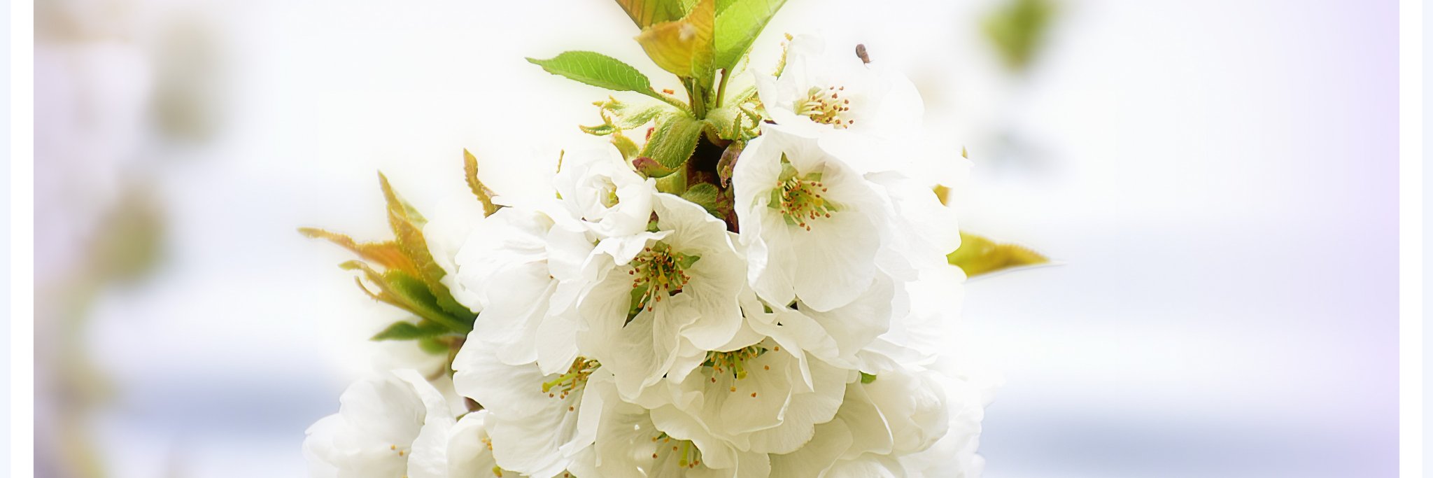 simonettamenta's profile banner image