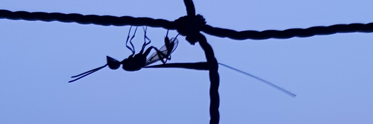 capuchenoire's profile banner image