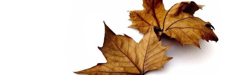 AdorablePakis's profile banner image