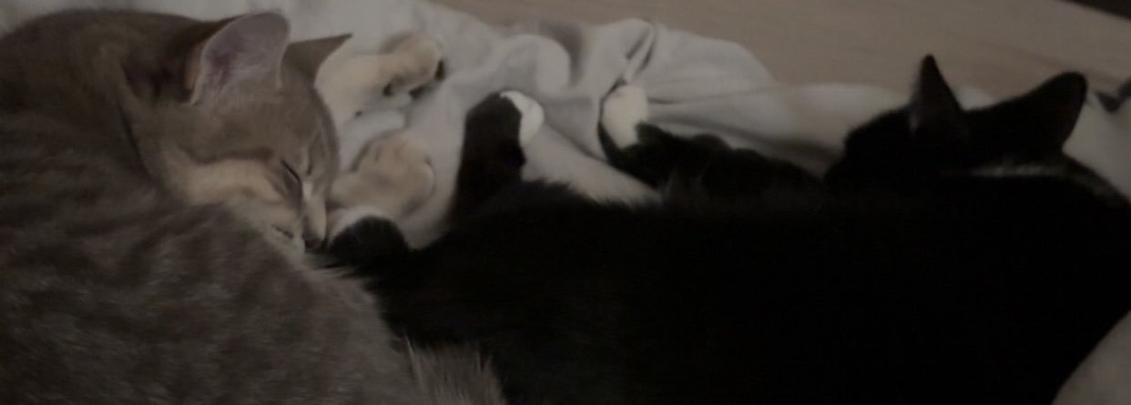 fnyhbrt's profile banner image