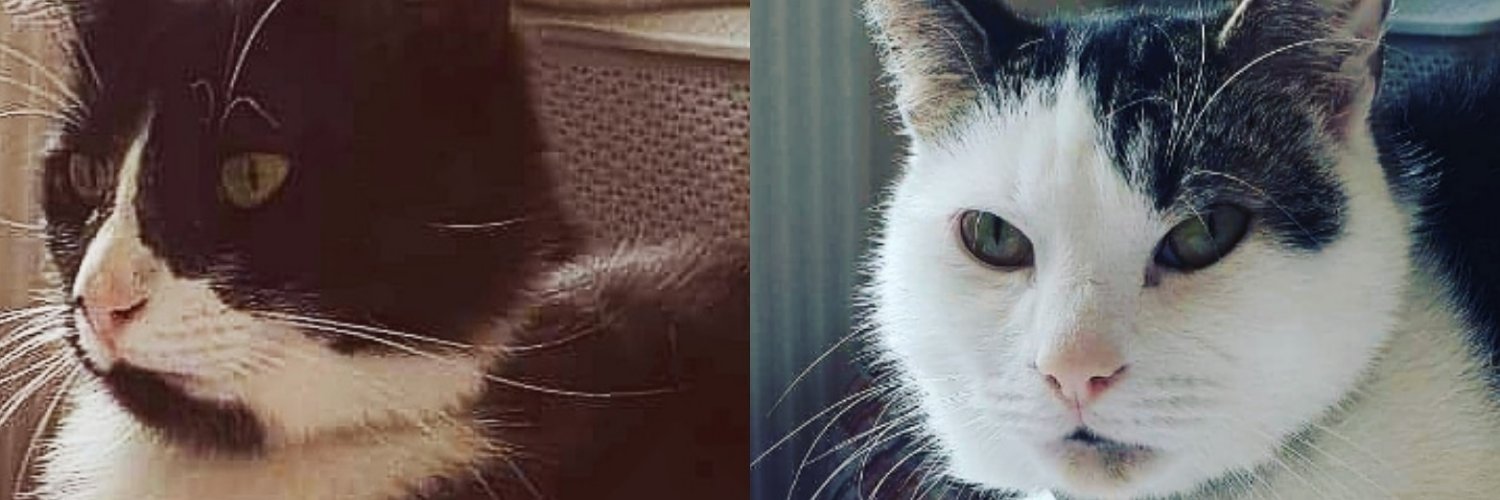 stanley_lucy's profile banner image