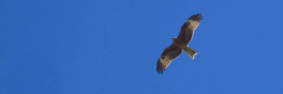 Stefan Diefenbach-Trommer (er/he) banner