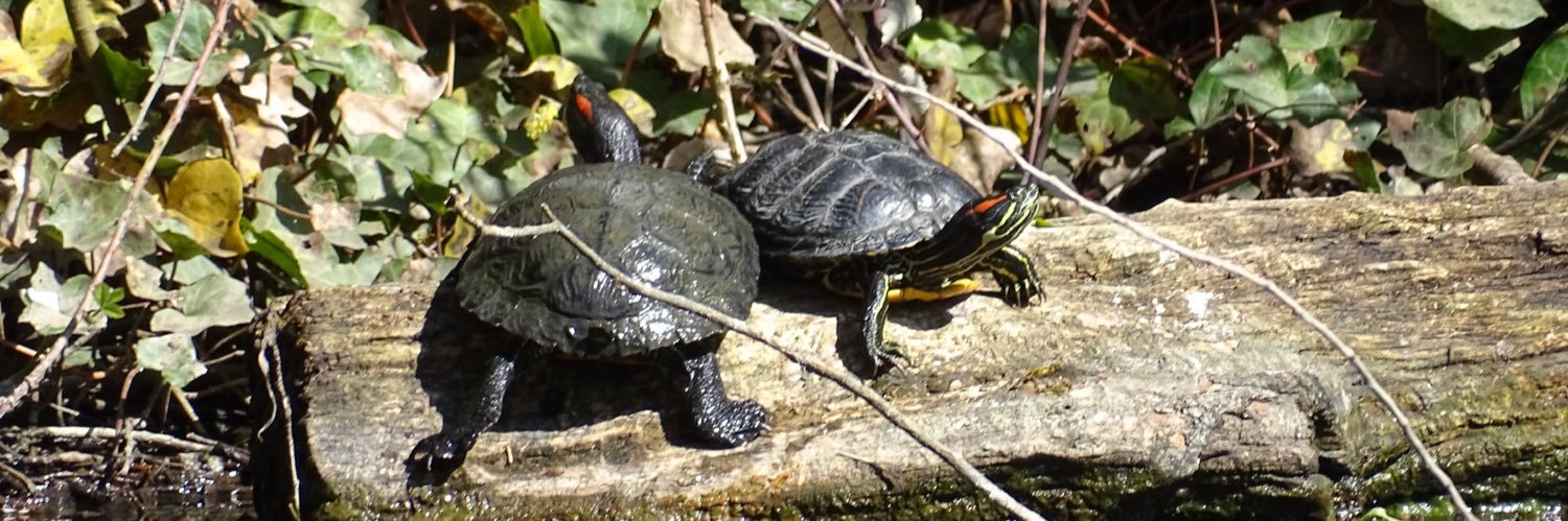 Turtle Tally UK banner