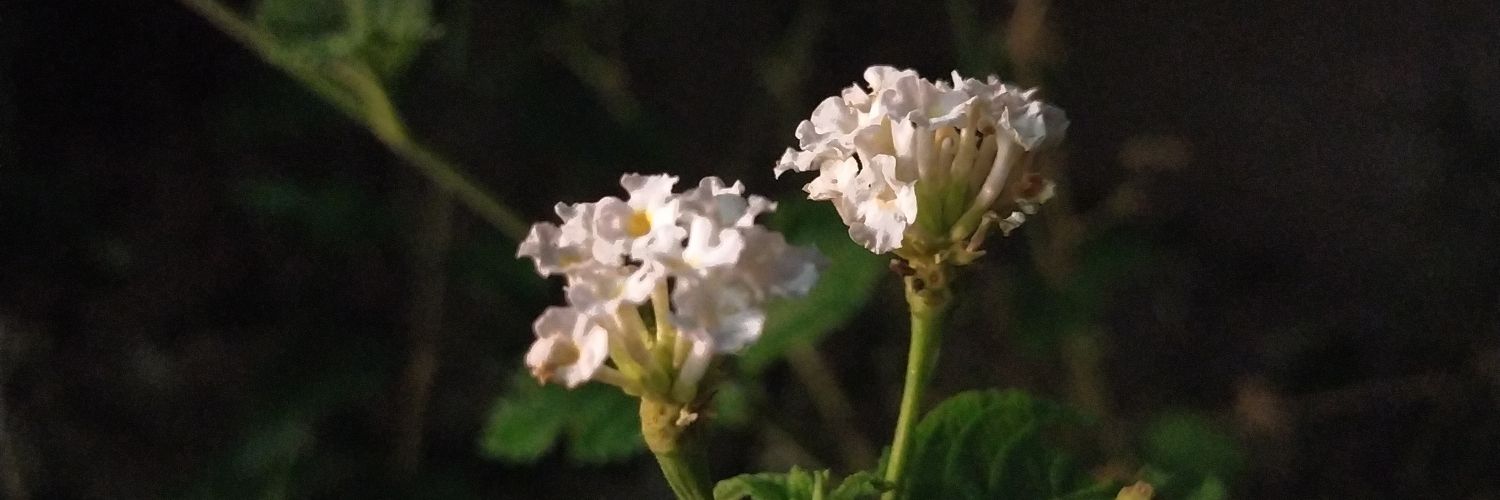 _Hesperidae_'s profile banner image
