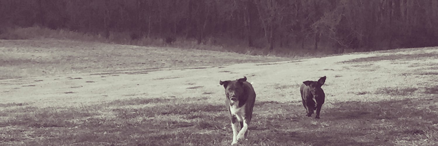 goolsby_laura's profile banner image
