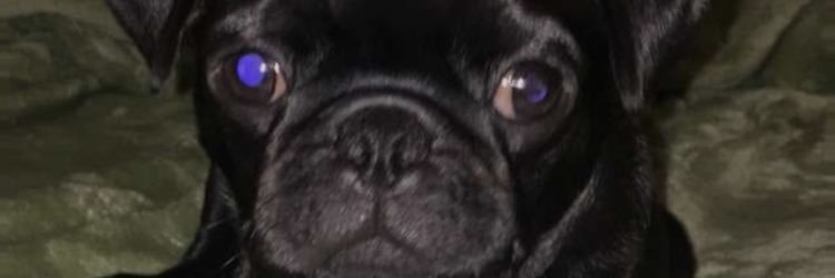 ParhamSydni's profile banner image