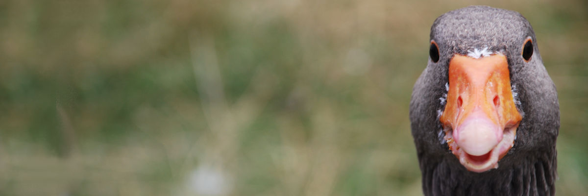 Wampater 🎗️'s banner