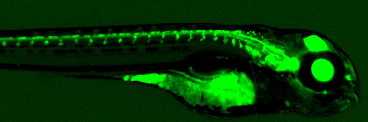 Zeynep Öztürk, PhD banner