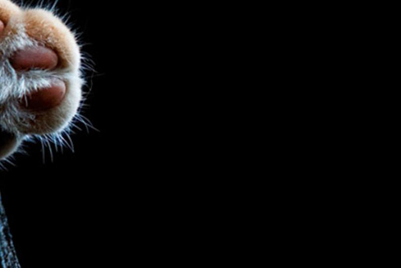 giterlirea's profile banner image