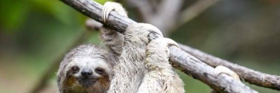 sloth_trades's profile banner image