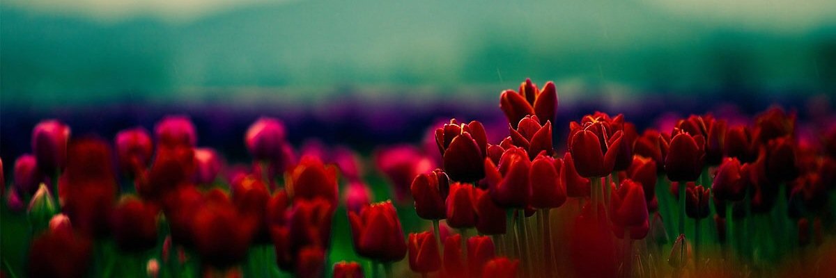 KellyCurtis3's profile banner image