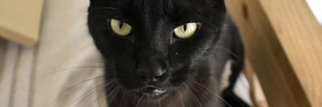 paucuh's profile banner image