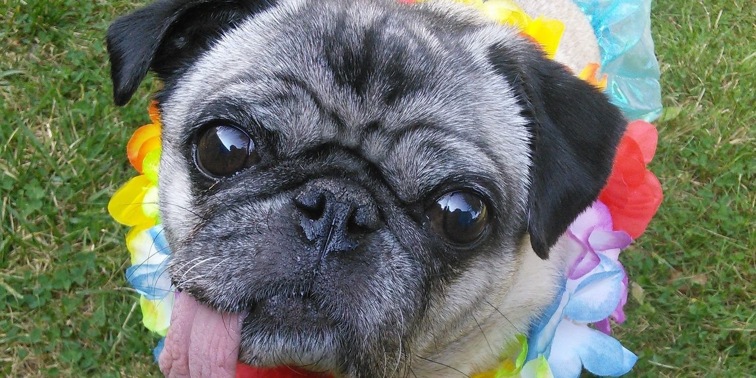 Heidi_Catdog's profile banner image