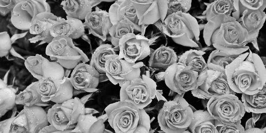 letsamare's profile banner image