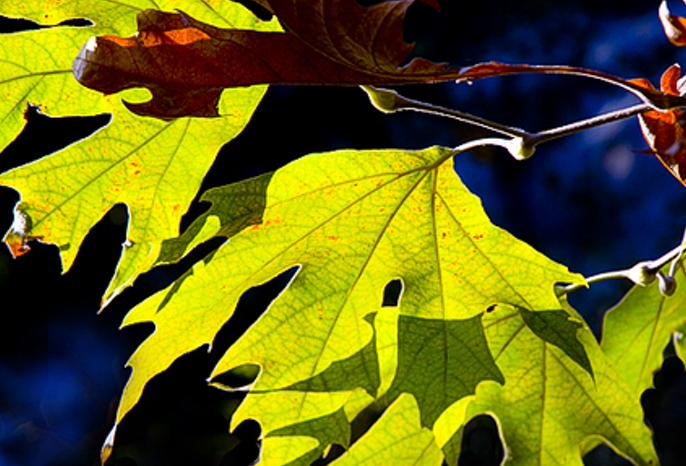 otalyodll's profile banner image