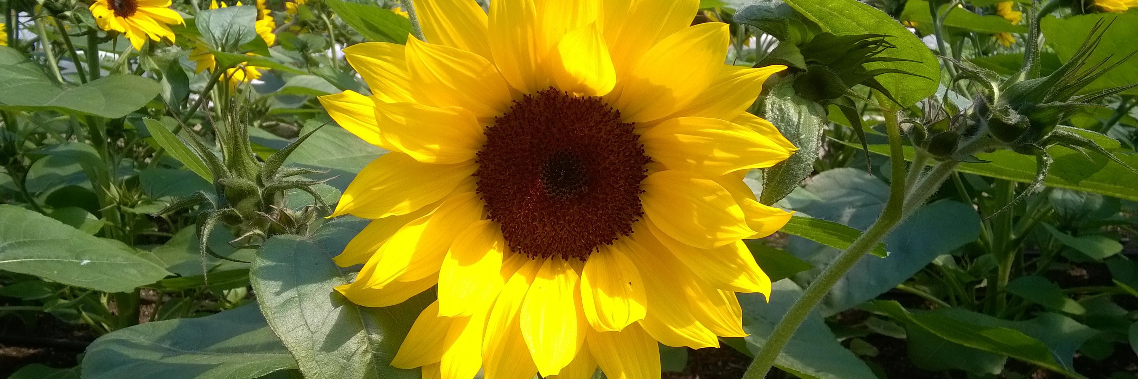 DaisyDigga's profile banner image