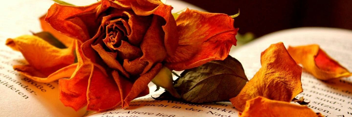 SimsekSevgiNur's profile banner image
