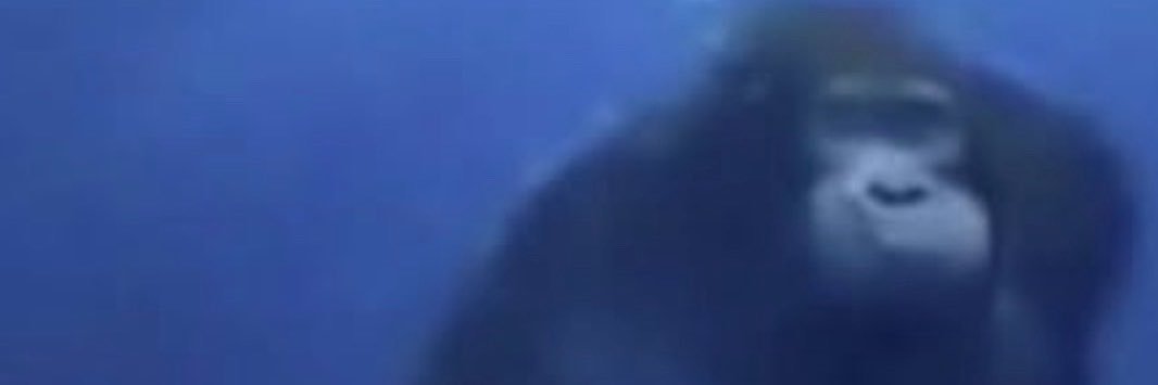 meep40bravo's profile banner image