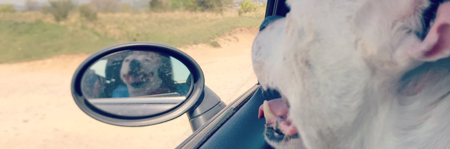 📚Katie🦕 banner
