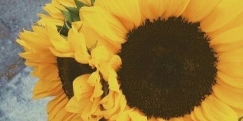 itshena's profile banner image