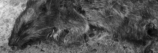 DirtForgeBand's profile banner image