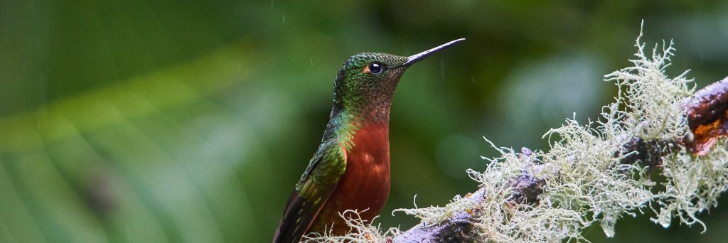 thejennabird's profile banner image