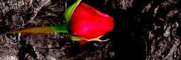 349gian1114567's profile banner image