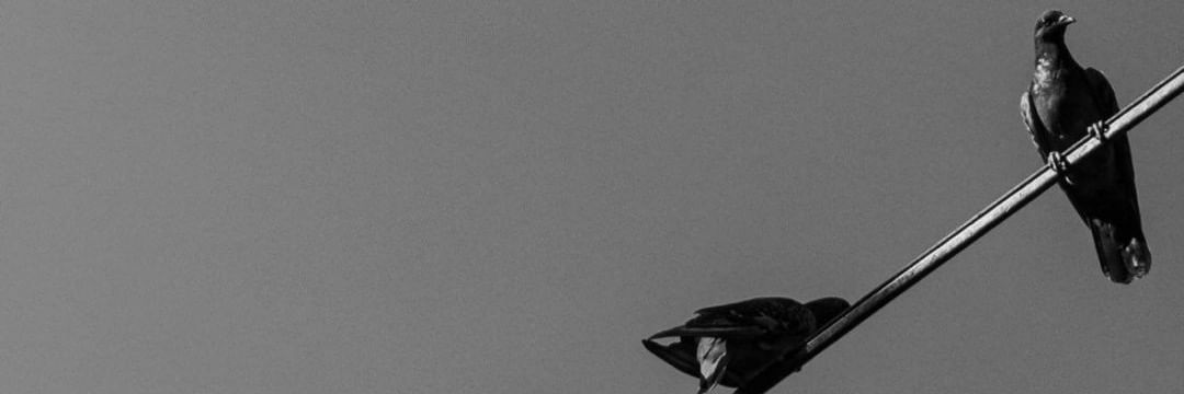 Roni2133553's profile banner image