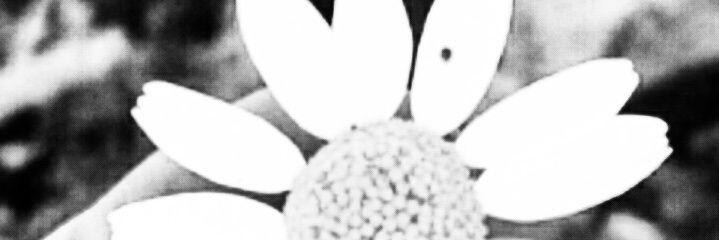 gozyas_ask's profile banner image