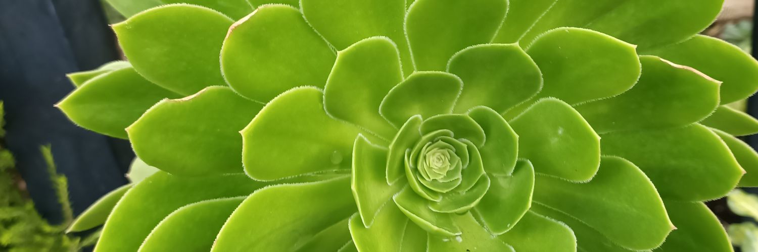 CrosCami's profile banner image