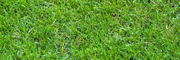 cardiffcomb Profile Banner