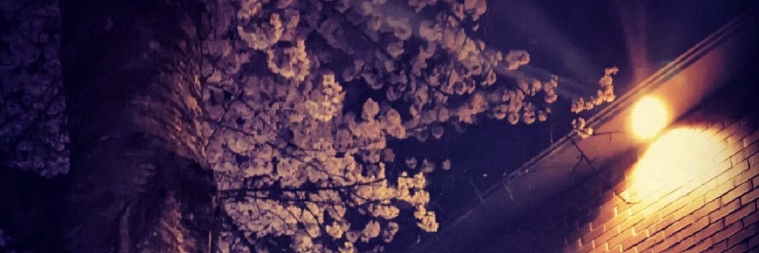 AvaAdore23's profile banner image