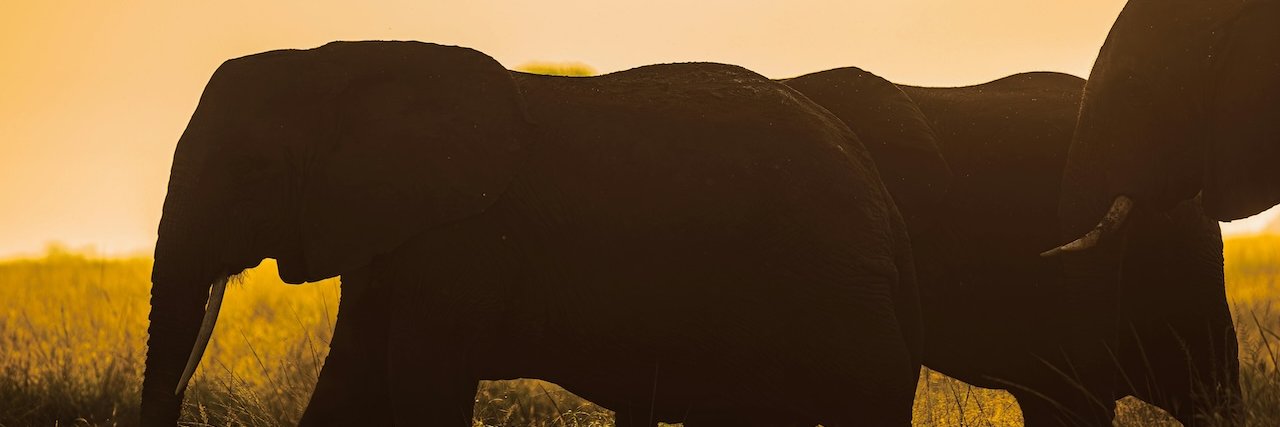 ani2life's profile banner image