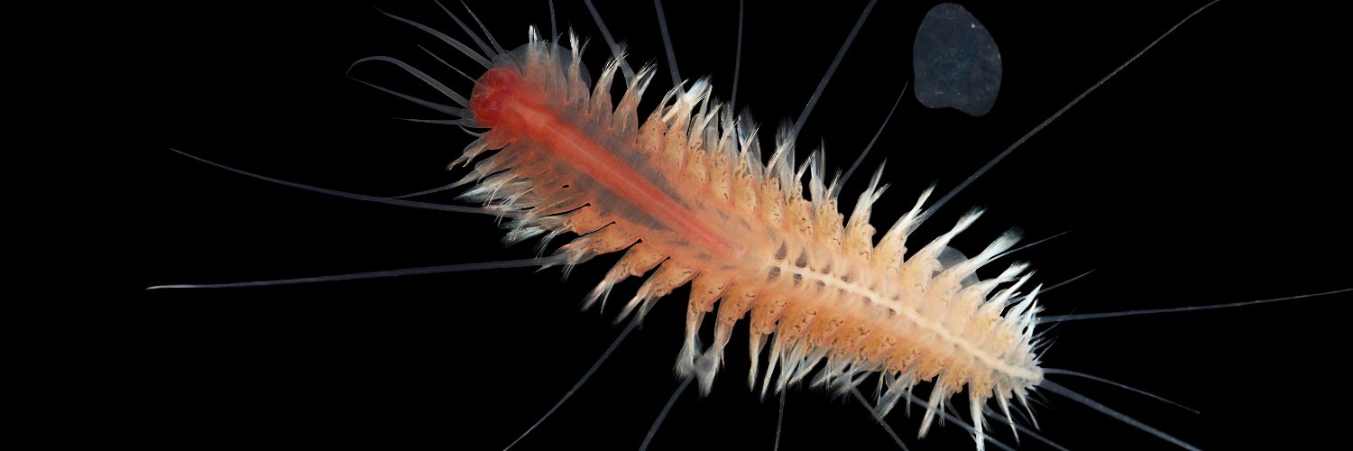 Brett C. Gonzalez, PhD banner