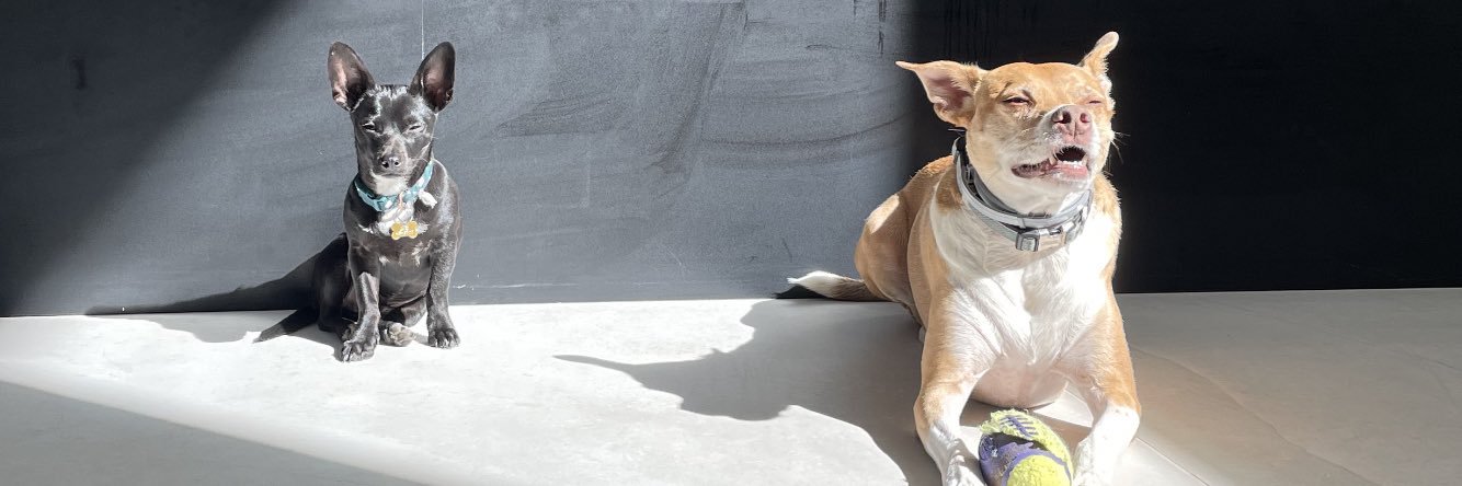 The_Scary_Dore banner