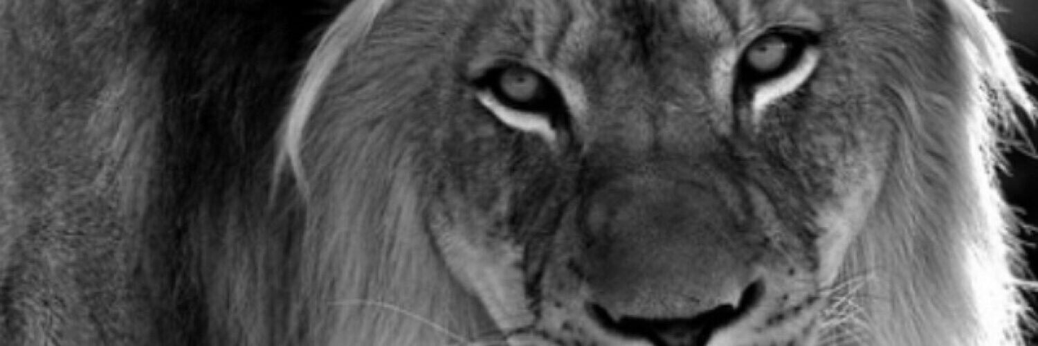 kelhamann's profile banner image
