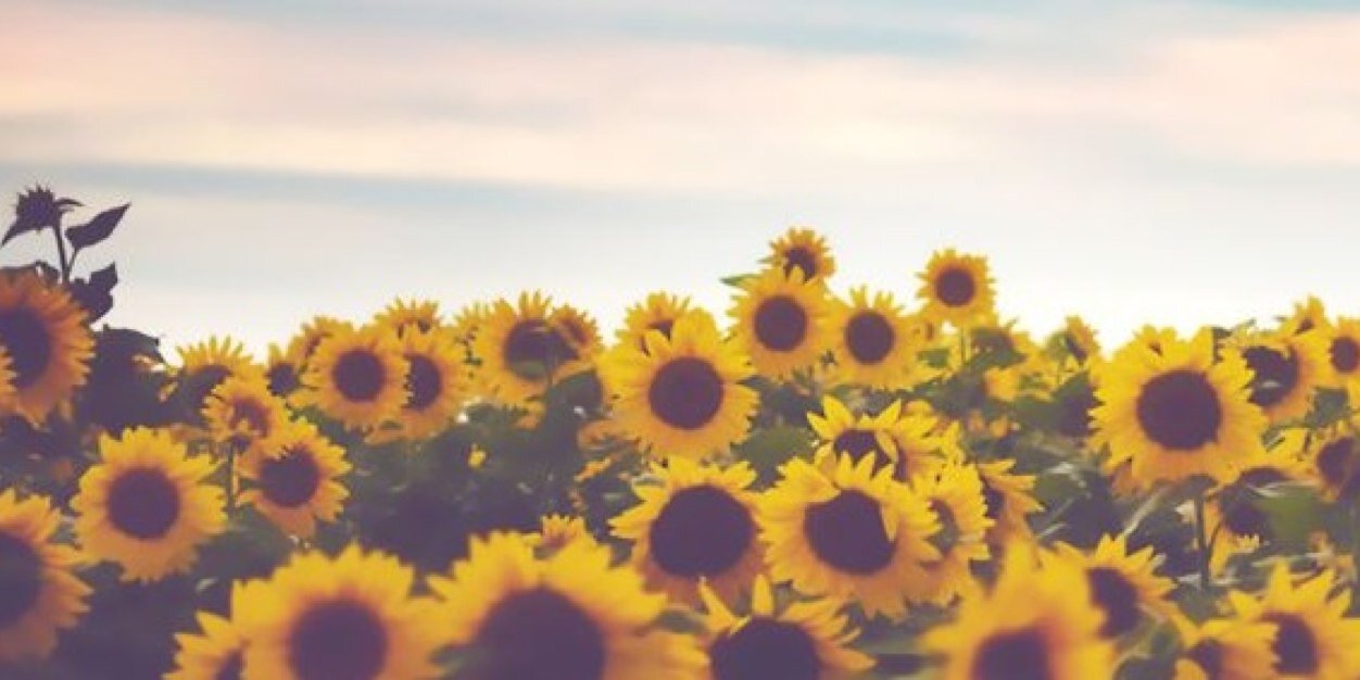 spechtacular007's profile banner image