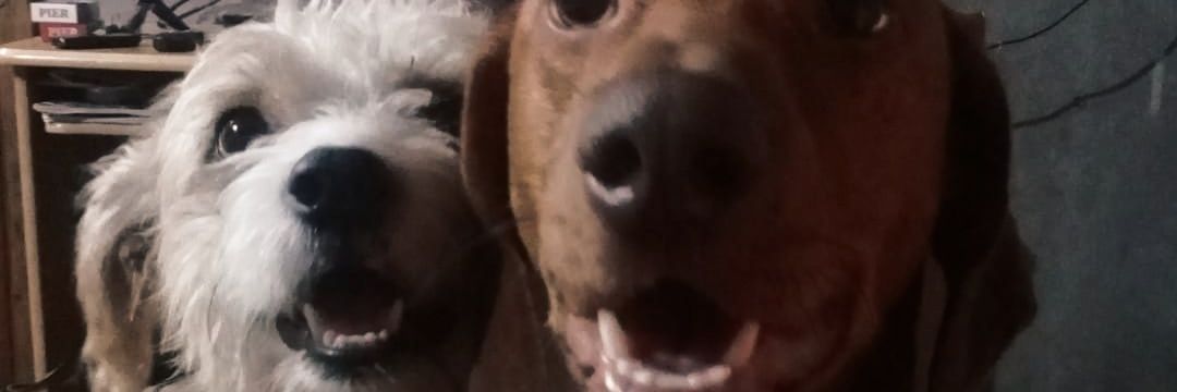 velozobrisa's profile banner image