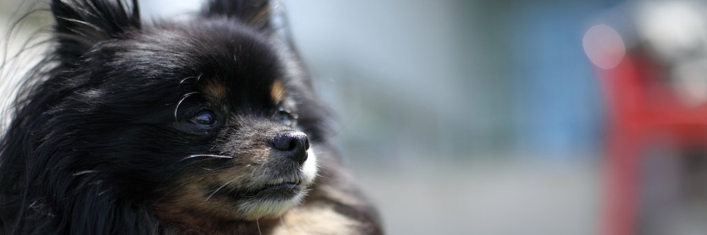 Sexy Baby Gmork banner