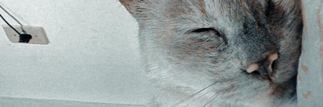 giiswho's profile banner image