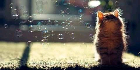 BearIlse's profile banner image