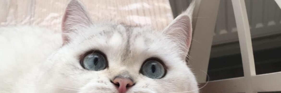 ceerennd's profile banner image
